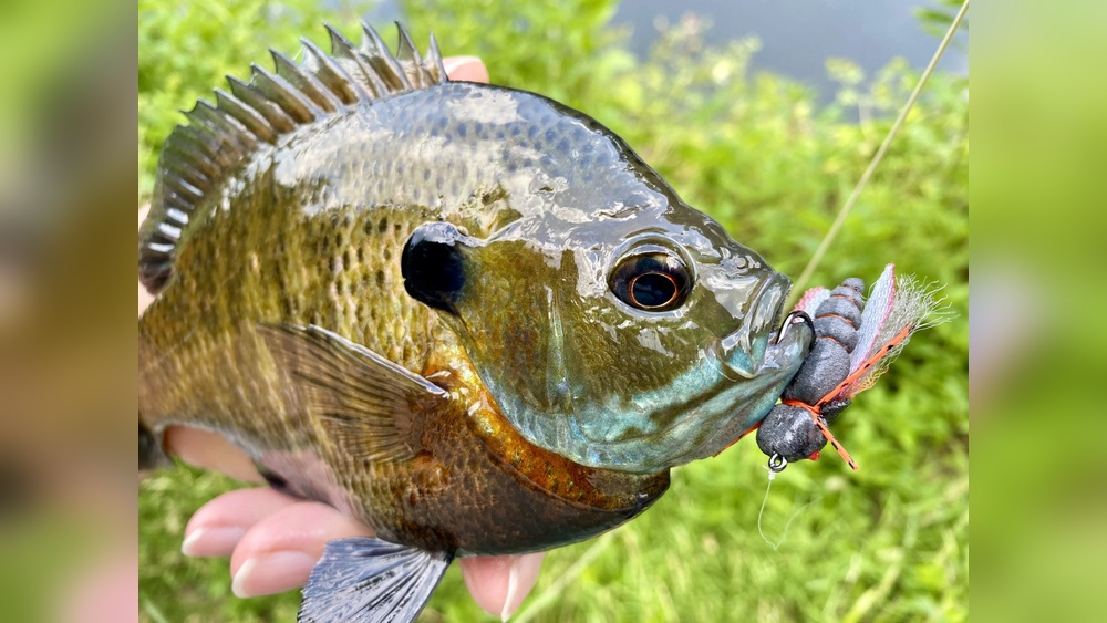 Are Cicadas Good Fishing Bait