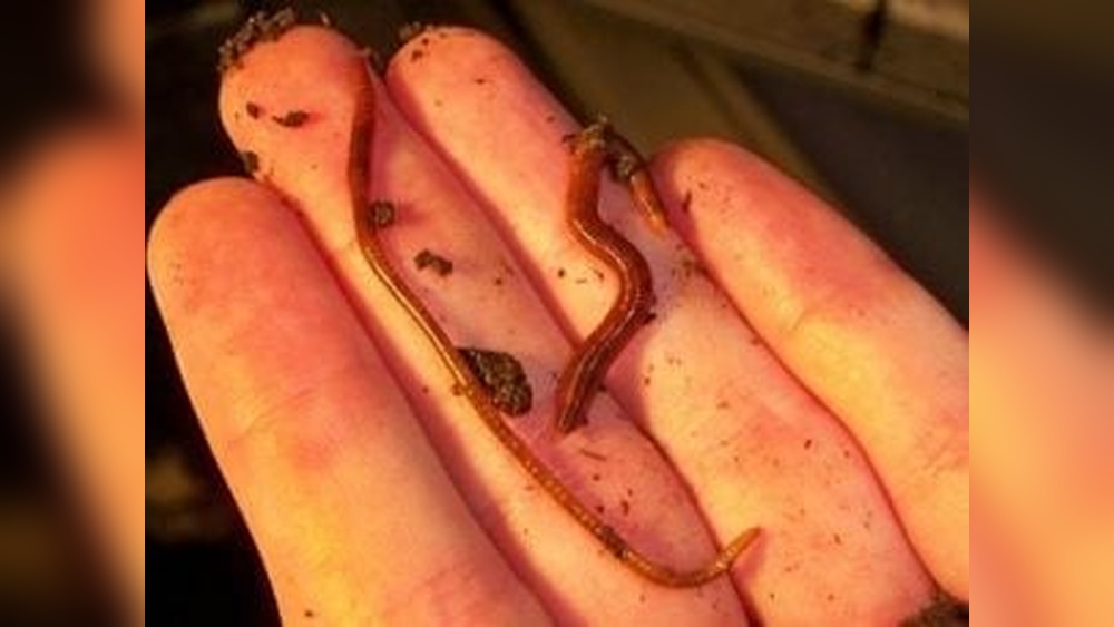 Are Red Worms Good for Fishing