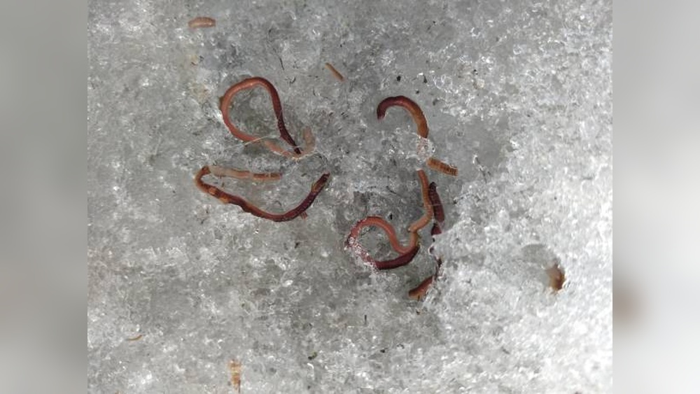 Can You Freeze Worms for Fishing