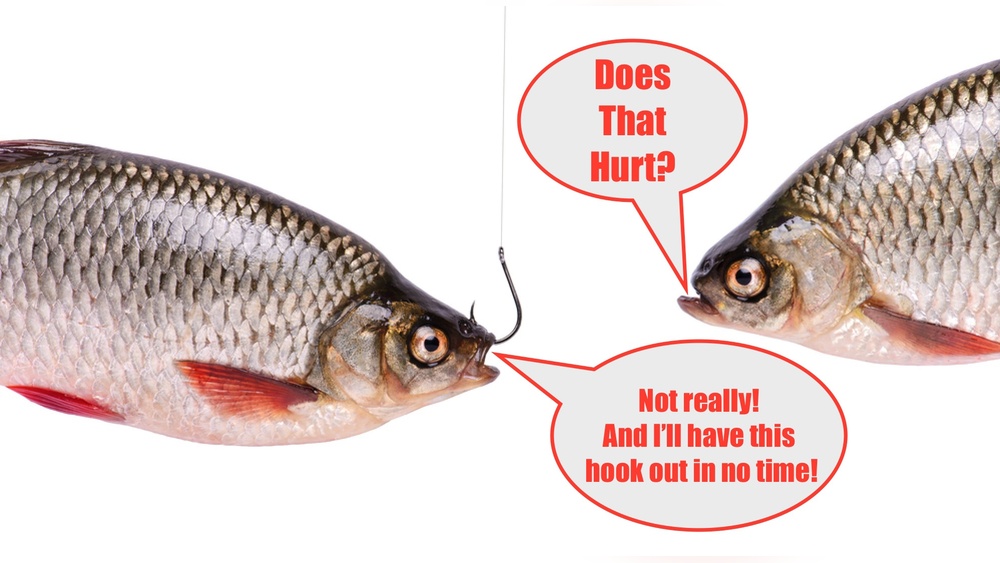 Do Fishing Hooks Dissolve? What Anglers Need to Know Do Fishing Hooks Dissolve