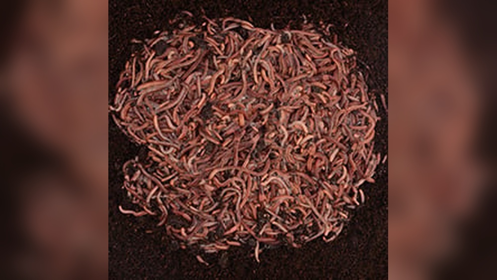 How to Grow Nightcrawlers for Fishing