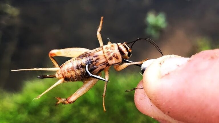 How to Hook Crickets for Fishing