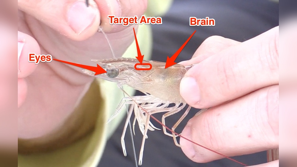 How to Hook Shrimp for Fishing: Expert Tips for Bigger Catches How to Hook Shrimp for Fishing