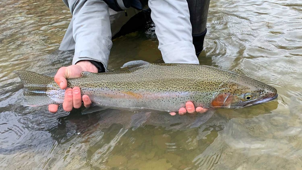 Is Fly Fishing Expensive? Breaking Down the Real Costs Is Fly Fishing Expensive