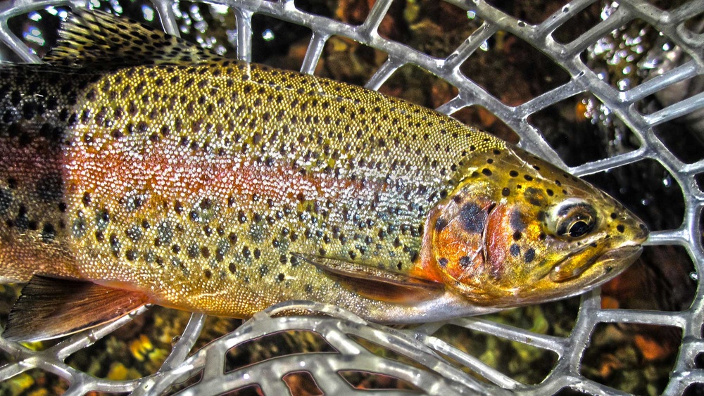 Is Fly Fishing More Effective Than Traditional Fishing Methods? Is Fly Fishing More Effective
