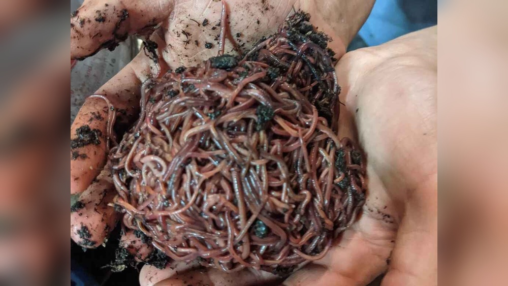Red Worms Vs Nightcrawlers Fishing