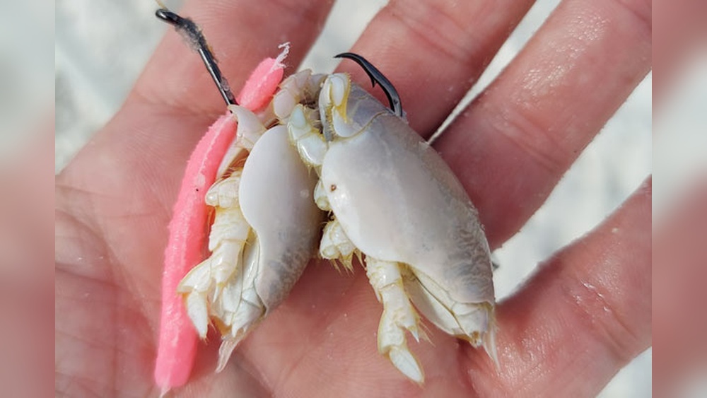 What Bait to Use for Surf Fishing