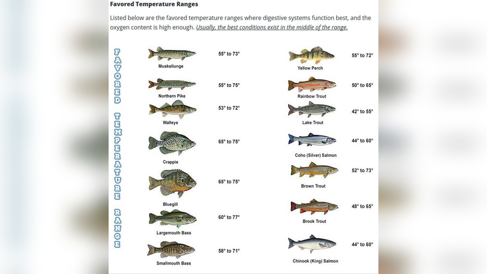 What Temperature is Good for Fishing