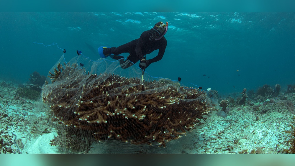 What Level of Net Fishing Can the Model Reef Sustain
